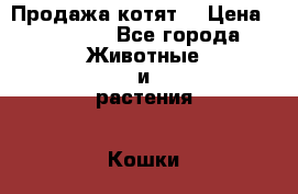 Продажа котят  › Цена ­ 25 000 - Все города Животные и растения » Кошки   . Адыгея респ.